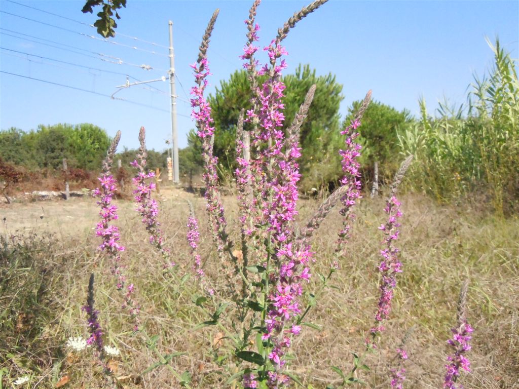 Lythrum salicaria / Salcerella comune